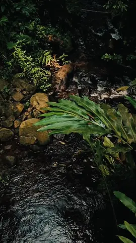 #CapCut Pagi ini main dikali  #river #jungle #aestheticvideos #cinematicvideo #rileks #calm 