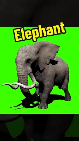 Elephant #elephant #foryou #pfy #fyp #greenscreenvideo #greenscreeneffect #greenscreeneffects #greenscreen #greenscreensticker 