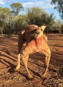 It’s 5 years since our big boy Roger passed away from old age at 12 years old. Standing 2m (6f7) tall and weighing 90kg (200lbs) Roger was the boss of our Sanctuary. Many people call him the Arnold Schwarzenegger of Kangaroos. Known for crushing metal buckets and chasing me (Brolga) around the sanctuary, he is forever in our thoughts. We love you Roger ❤️