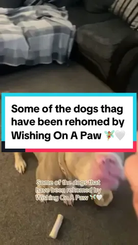 Some of the dogs that have been rehomed by Wishing On A Paw 🧚‍♀️🤍 #xlbully #xlbullynation #dogrescue #fairydogmother #wishingonapaw #dogsoftiktok #dontbullymybreed❤ #adoptadog #fyp #foryou #viral 