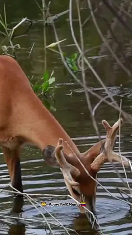 @Reynaldo Armas  #guanaritoesunromance #arpayllano #llanobonito #llanomio #apure #calabozo #mia #merida #caracas #llanoalto #llanosinfrontera #llanerosporelmundo #vida #fauna #aves #animales #paisaje #natureleza #sentimiento #viejosrecuerdosllaneros #cuandopasanlostautacos💥🤭 #parati #viral #instagram #history #facebook #estadosparawhatsapp #estado #whatsapp #familia #fauna #alcaraban #buenavista #apure #apureñosenelexterior #buenavista #venezolanosenelmundo #venezolanoenchile🇻🇪🇨🇱 #venezolanoenmiami #apureñosenelmundo #jorgeguerrero #sanfernandoapure #molino #atardecer #sol #aves #jorgeguerrero #esterodelostrompillos #safari #paisajesllaneros #llanosorientales #llanovenezolano #llanovenezolano #llanocolombiano #llanoadentro #llanogrande #llano #llanocoplaysabana #llanosapureños #llanoscamaguanguarico #llaneros #llanerosporelmundo #viral #parati #pyp #apure #elorza #guasdualito #barinas #tachira #guanarito #cojedes #portuguesa #guarico #oriente #zulia #maracaibo #hatoelcedral #hato #mantecal #elsamandeapure #apurito #achaguas #venezuela #casanare #veguerosenchileoficial #chile #chileporelmundo #fundo #llanoesllano #turismo #paratii #ve #llaneras #mujeresllaneras #mujercampesina #vegueras #vegueros #mujer #exito #paz  #amor #buenosdias #buenastardes #feliziniciodemes #marzo #felizdia #mujeresllanerasbellas #apureñosenelexterior #apureñaspresentes🇻🇪❤️ #apureñasenelexterior #mujerapureña #gaban #enelextranjero #antoquia #medellin #cali #mexico #llaneras #llanerasvenezolanas #veguerasoy #vegueras #felizdia #viernes #millano #millanoquerido❤️ #mujercampesina #mujer #llanerita #llanerito #llanoinmenso #abril #vida #amor #paz #Dios #mundollanero #criollos #coleo #humor #viralvideo #unmillon #sanfernandoapure #apure #apurevenezuela #apurevenezuelaparaelmundo #apureñosenelexterior #apureñas #llanerodecorazon #mujereslindasdelmundo #llanocasanareño🇧🇫 #casanareñadebelleza #llanerascolombia #colombianas #llanerascolombia@dalellano  @arpayllano_  @llano @llanocancionytalento  @llanovisionapure  @vainasdelllano  @llanovzla  @mundo_llanero_  @baul_llanero  @musicallaneraco  @llanocantoyquesera  @llanocolombovenezolano.ve  @pentagramavenezuela  @sentimientollanerooficial_ @llanocancionytalento  @llanerosenportuguesa  @fiestaenelorza  @llanerosporvenezuela  @llanerosdebarinas  @llanero_88  @llanocancionytalento  @llanerosenportuguesa  #venezuela  #llanerosporvenezuela  #llanoesllano  #llanoinmenso  #llano  #llanoturismo  #llanogrande  #llanoadentro  #apure  #apureporelmundo  #viral  #parati  #vida  #faunayflora 