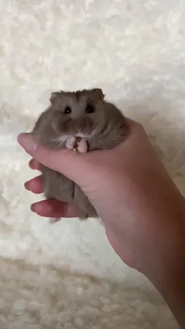 Choco campbell🤎 #hamsters #dwarfhamster #fypシ #campbellsdwarf #fördig #furdich #animals 