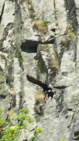 #wildlife #eaglelifestyle #catchandhunt #fyp 