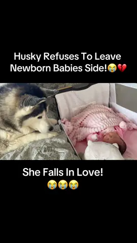 From day one. She fell in love!😭💖. #husky #dog #dogs #cutevideo #cuteanimals #siberianhusky #animal #dogvideo #huskies #kidswithdogs #siberianhuskies #babyanddog #newbaby #dogmeetsbaby #huskyandbaby #fyp 