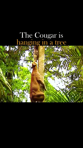 50% of sloths die from poop. #cougar #sloth #feline #bigcat #amazinganimals #tiktok 
