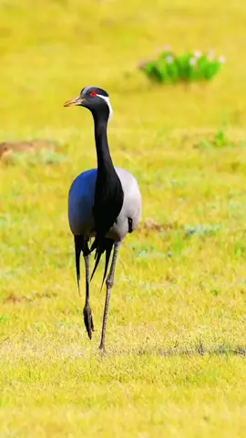 The demoiselle crane (Grus virgo) is a species of crane found in central Eurosiberia, ranging from the Black Sea to Mongolia and Northeast China. There is also a small breeding population in Turkey. These cranes are migratory birds.  #birds #crane #wildlife #nature #FYP #FantasticBeastsln 