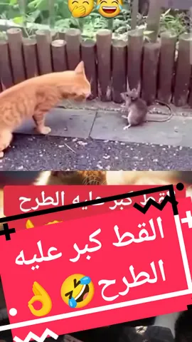#duo avec @🦋 ZIZI 🦋  صراع القط و الفأر القط كبر عليه الطرح  قطط مضحكة #قطط #كيوت #foryou #foryourpage #اكسبلور #tiktoklongs @P@s@kLI @hatice🧿 @ع.العزيز 🇸🇦🇲🇦 