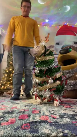 Finally decorating the tree! How does it look??  #christmas #polarexpress #dogs 