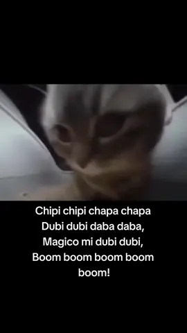 #chipichipichapachapadubidubidabadaba #chipichipi #cat #gato #bailando 