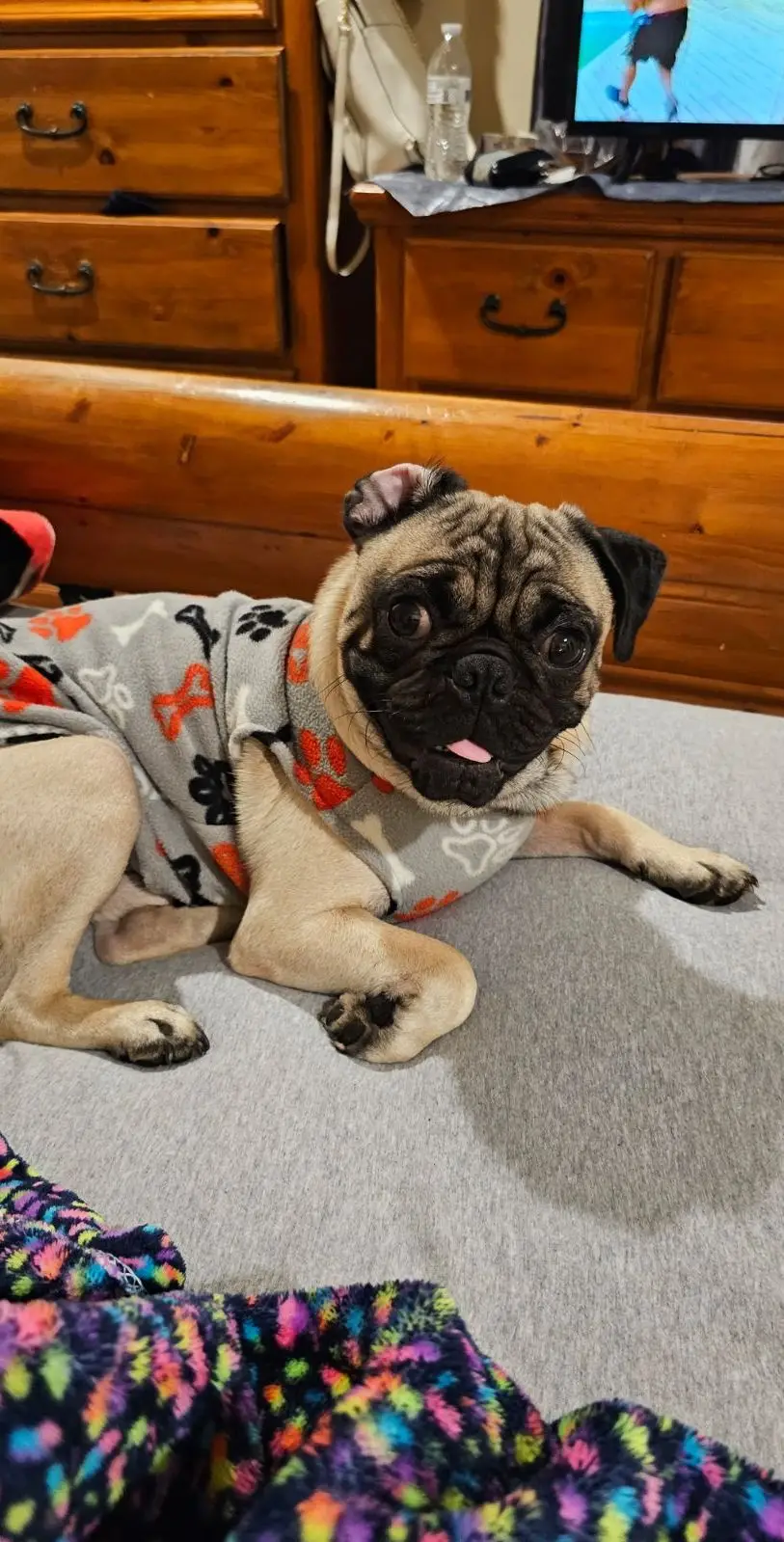 Pugslife #happy #favteam 
