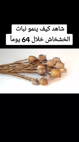 شاهد كيف ينمو نبات الخشخاش خلال 64 يومآ  #العلم_يصنع_المعجزات #حساب_للترفيه 