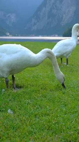 pure nature #lake #beautifulnature #relaxingvideos 