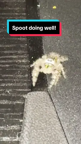 #spootthespooder #jumpingspider #narrowayhomestead #homesteadtoktok #offgridlife #petspider #spooder 