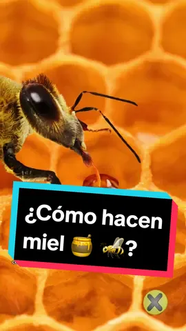 ¿Cómo hacen miel las abejas?¡Te lo explicamos! 🤓🐝🐝🍯 #parati #xpresstv #SabiasQue #AprendeEnTikTok 