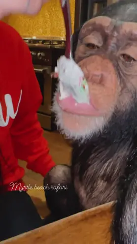 My chimpies trying some yummy christmas decorated yogurt❤️💚 • • • #chimpanzee #chimpanzeesoftiktok #chimps #apes #primatesoftiktok #cuteanimals #animalsaddict #animals #explorepage #animals #animalsoftiktok #animallover #monkey #monkeys #monkeyseemonkeydo #monkeysoftiktok #monkeylove #surroundsound #surroundsoundtrend #trending #trendingreels #trend #monkeyseemonkeydo #monkeyingaround #christmasdecor #christmastree #christmas #christmas #christmastime #christmaspajamas #hotcoco #hotchocolate 