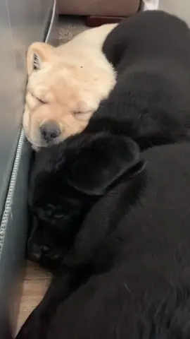 One of my favorites #bartonlabradors #englishlabrador #labradorretriever #blacklab #blacklabpuppy #blackenglishlab #puppies #yellowlab #labrador 