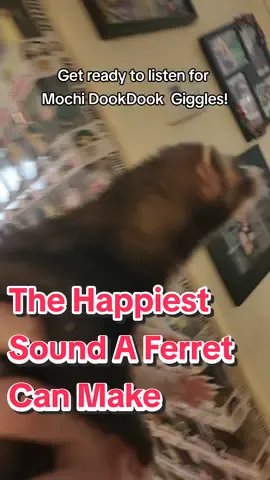 The happiest spund a ferret can make! 🍡💖🥔🍪 #wholesome #cheepgoyeet #ferrets #ferretsoftiktok #mochitheferret 