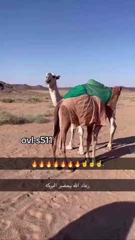 #وليد_صقر_النفيعي 