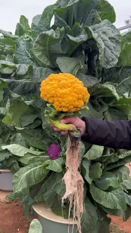 Vertical farming with cauliflowers on aeroponic towers #cauliflower #harvest #verticalfarming #aeroponics #towergarden #soilless #hydroponics #farming 