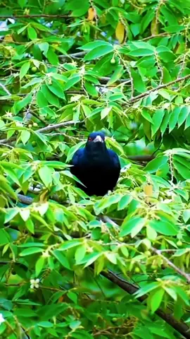 Burung Tuwu #alamliar #kicauburung #Burung #suaraalam #nature #alam #liar #kicau 