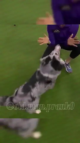 Is this the fastest dog you’ve ever known?? #pranks #viral #foryou #fyp #dog 