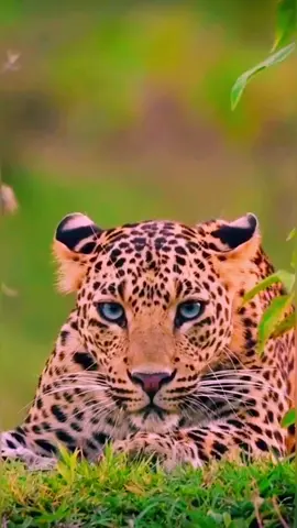 The jaguar is one of the strongest and most beautiful animals in nature.  It lives in Brqsil, and is known as the 