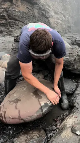 Here is a large ammonite rock that we found on one of our recent hunts and revealed on the beach with our hammer and chisel 🏝🌊 Inside, a partial hildoceras ammonite from the Upper Lias, Lower Jurassic 😍🦑 This ammonite is around 180 Million Years Old 💀!  If you would like an ammonite rock to crack open yourself at home, please message us directly on yorkshire fossils or visit our website yorkshirefossils.NET 🦕 For more videos, check out our YouTube channel Yorkshire Fossils 🏝 Thanks for supporting our page! 🐊 #natural #nature #fossil #fossils #ancient #animals #art #ammonite #ammonites #dinosaur #scientist  #minerals #paleontology #whitby #geologist #dorset #geology #charmouth #jurassic #yorkshire #beach #coast #sea #water #squid #fyp 