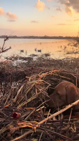 That girl can flat our get it!! #harley#tiktok #fyp #trending #viral #rixey #duckdog #retreiver #pitblind #mallards #hunting #dog #lab #takeoff 