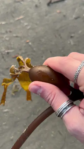 Satisfying Pops and 20 Million Year Old Animals! #nature #animals #satisfying 