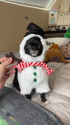 Puddin The Snowwomen 😂☃️ #pets #dogs #foryou #tiktok #fyp #christmas 