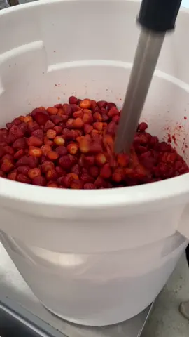 they were so innocent 🥹 #strawberries #gelato #icecream #fyp #foryou 