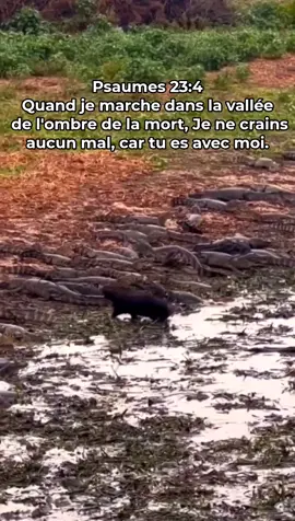 Psaumes 23:4 Quand je marche dans la vallée de l'ombre de la mort, Je ne crains aucun mal, car tu es avec moi: Ta houlette et ton bâton me rassurent. @sonypromo_evangelique La Plateforme Du Monde Évangélique . . . . . . . . . . . . . . . . . . . . . . . . . . . . . . . . . . . . . . . . . . . . . . #haiti🇭🇹 #haïti #haitianmodel #panch #haitianbusiness #haitianbeauty #haitians #haitianstar #haitianblogger #samuelrobuste #haitiankompa #haitianmusic #tonymix #haitianpeople #littlehaiti #ayiticheri #ayiticheri🇭🇹 #superstarhaitien #atisayisyen #tjozenny #fanmlakay #vibekreyol #kompa #haitienne #rutshelle #haitianqueen #haitianposeday #haitiantourism #sonypromoevangelique