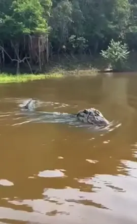 Jacare ataca barco #jacare #pescaria #amazonia  so linpar a zorba e ir pescar kkkkk