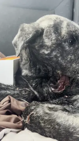 🆘HELP🆘 ⚠️Graphic⚠️ We are just about at the vet with this sweet tiny soul. Telling you this is the worst thing we have seen does not do this justice. Words cannot explain how much pain and suffering this boy has been through. If you can spare even $5.00 we would be forever grateful. We will update with more information once we have it.  Etransfer accounting@pawsupprogram.com Donate👇 https://www.pawsupprogram.com/donate #edmontonanimalrescue #yeg #PawsUp #pawsupprogram #pup #rezdogs #saverezdogs #opttoadopt #adoptdontshop #rezdogsrescue #rezdogs4life #edmonton #rescuelife #DonateToday #pleasehelp