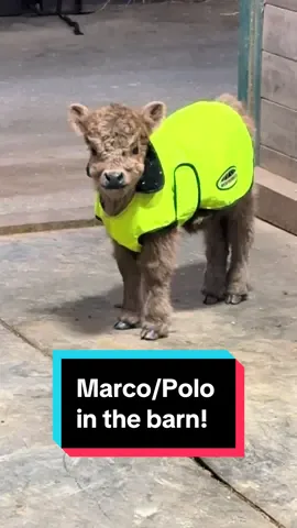 Posie & Pumpkin play Marco/Polo😅🐮🐮 #posieandpumpkin #minicows #minicowsoftiktok #marcopolo #babycows #cutecows #cutenessoverload 