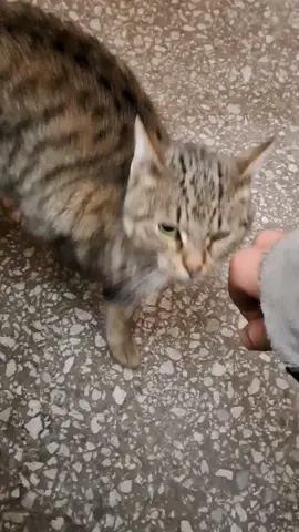 cutest kitty #foryou #fyp #tiktok #fy #foryoupage #viral #global #cat 