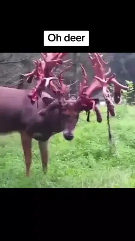 Oh dear #deer #antler #animal #creature #nature 