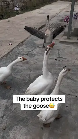 Do you like the baby😅#funny #baby #babytok #funnyvideos #fyp #foryourpage 
