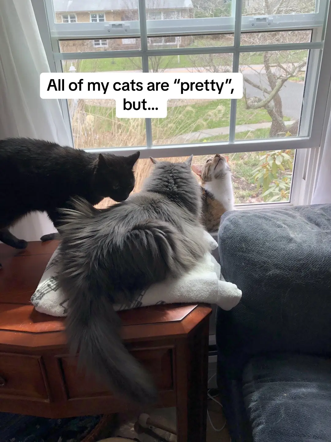 Nino and Atlas may prefer “handsome”, but they’re all beautiful to me 💙 #catsoftiktok 