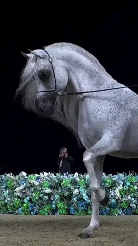 اي كي اس منصور🔥#ماشاءالله #hadi_ta #arabianhorse 