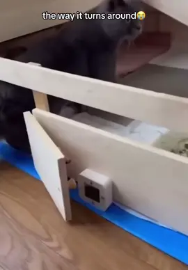 the sounds too😭 #guineapigs #cat #r3dc04t 