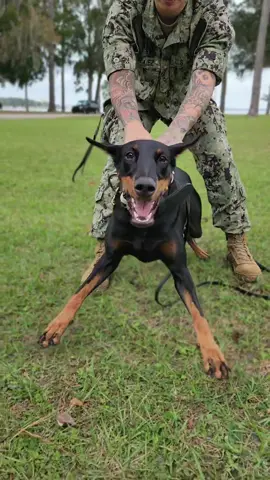 She's spicy #dobermanpinscher #dobermann #bestfriend #bitework #bitesports #psa #workingdoberman #dogtrainer #navy #usn #military 
