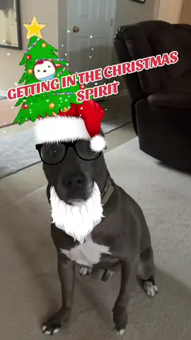 Are you ready for Christmas? #christmas #dog #merrychristmas 