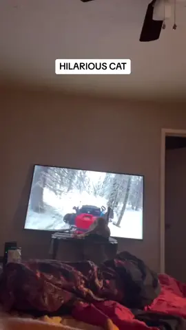 #catsoftiktok #catvideos 