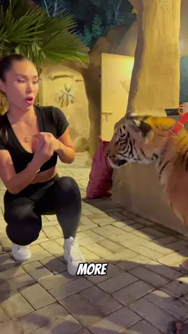 Is a baby triger aggressive?? #tiger #animal #wildlife #dubai #fy #fyp #cute 