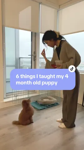 It’s been a huge learning experience for both me (a first time dog owner) AND Chopper, to say the least 😅 #toypoodle #puppytraining 