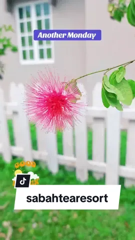 Happy Monday! We hope you discover something new & fun today. Check out the various flowers & plants when visiting Sabah Tea Resort 😀 #sabahtea #ranau #sabah #goodmorning #mondaymorning #flowers #plants 