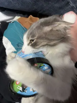 @benandjerrys is just that good. 😼  #cats #angrycatsounds 