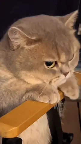 Gemesh 😂😍 Lucu Banget Mukanya Kalau Lagi Ngambek Mirip Kamu 😂🐱😋❤ #masyaallahtabarakkallah #fyp #viral #fypシ #kucing #gemesh #lucu #anabul #anabulkesayangan #anabulgembul #akulagibetebeib #akulagibete #kucingngambek #ngambek #kucinggemoy #kucingtiktok #kucinglucu #lucu #lucu_ngakak #lucubanget #masyaallahtabarakkallah #anabul #sigembul #mukalucu #ngambekan #fypシ #fypシ゚viral #fyp #contentcreator 