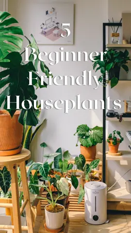 5 beginner Friendly Houseplants 🪴 spider plant grow very quickly. zz plants handle low light well. diffenbachia tolerate drought or overwatering well. peperomia grow more bushy the more you trim them.monstera deliciosa needs higher light.  #greenthumb #houseplants #gardeningtips #beginnerplants #easycareplants 